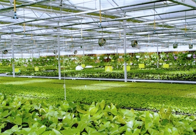 开元体育·(中国)官方网站全省最大山地智能温控大棚落户泉州德化三班镇(图)(图1)