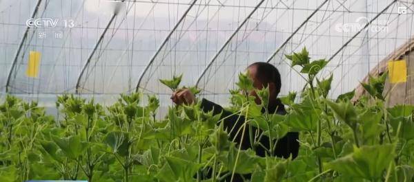 开元体育又是一年丰收时 填满“米袋子”“菜篮子”“果盘子”(图4)