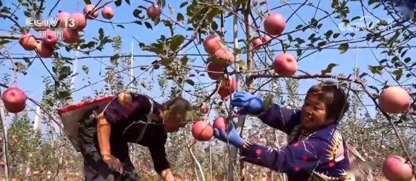 开元体育又是一年丰收时 填满“米袋子”“菜篮子”“果盘子”(图8)