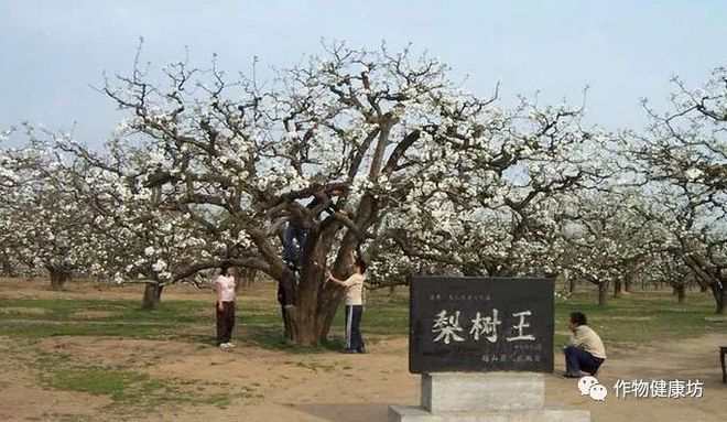 开元体育·(中国)官方网站种植业本质杂谈一文读懂当下的种植行业！(图7)