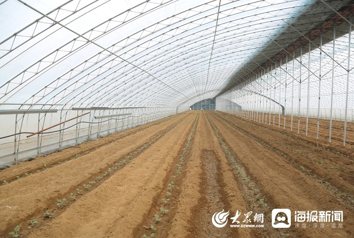 开元体育高标准自动化大拱棚落户泰安高新区良庄镇 高端精细农作物助力农户增收(图2)