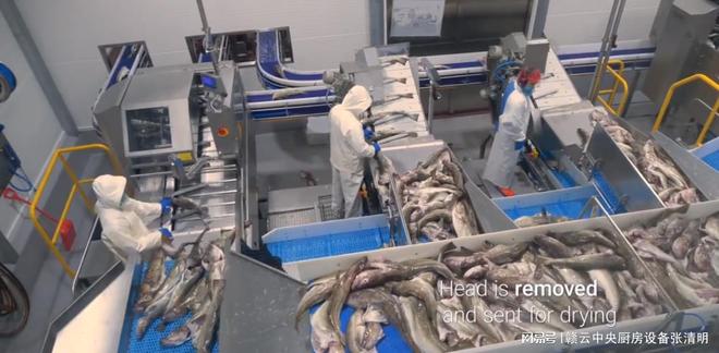 开元体育大型水产鱼类深加工机械生产鱼头鱼片鱼丸自动化设备(图1)