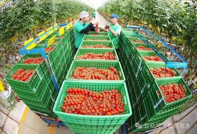 开元体育现代设施农业连续多年写入中央一号文件为什么国家这样重视？(图3)